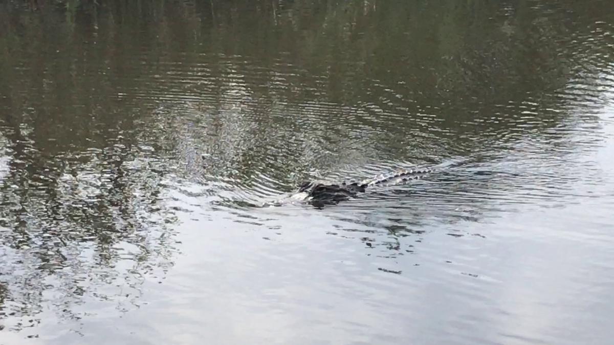 'Video thumbnail for Alligator Airboat Ride'
